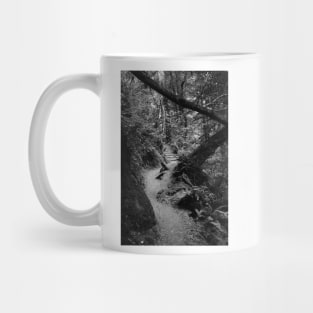 Muir Woods. Trail Entrance. 2012 Mug